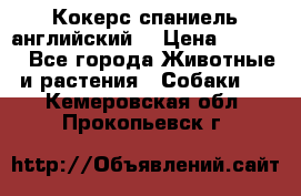 Кокерс спаниель английский  › Цена ­ 4 500 - Все города Животные и растения » Собаки   . Кемеровская обл.,Прокопьевск г.